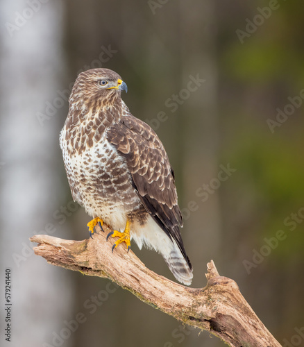 Common Buzzard in early spring at a wet forest