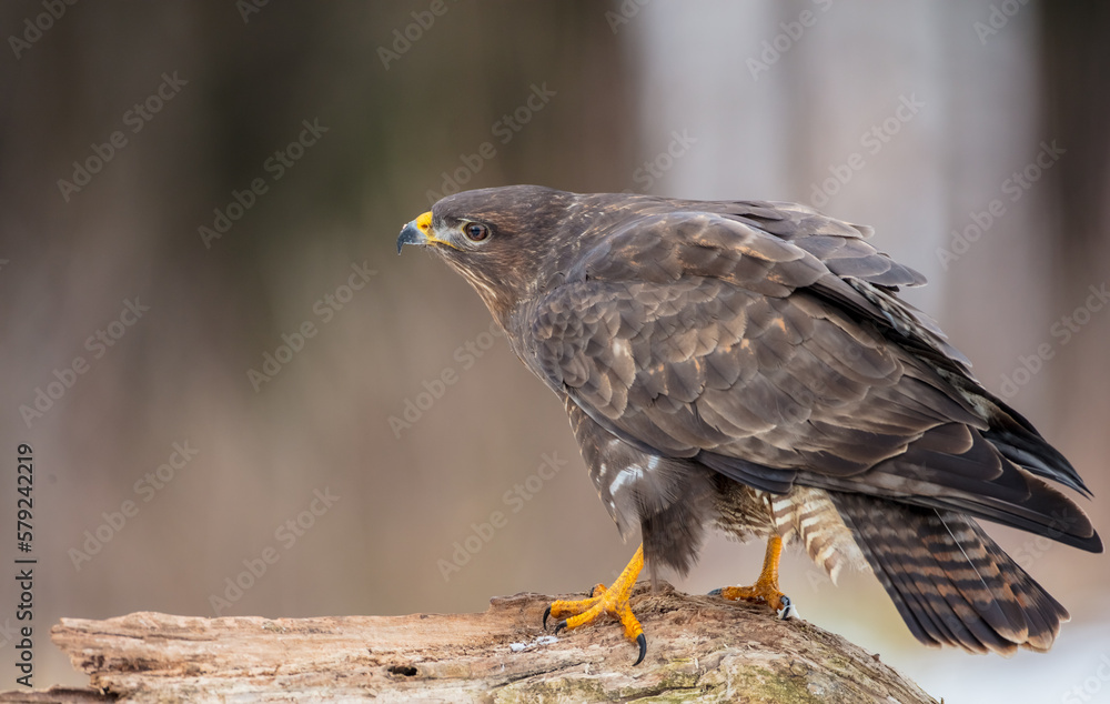 Common Buzzard in winter at a wet forest Common Buzzard in winter at a wet forest