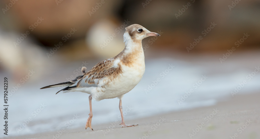 Black-headed Gull - juvenile bird on a sea cost Black-headed Gull - juvenile bird on a sea cost