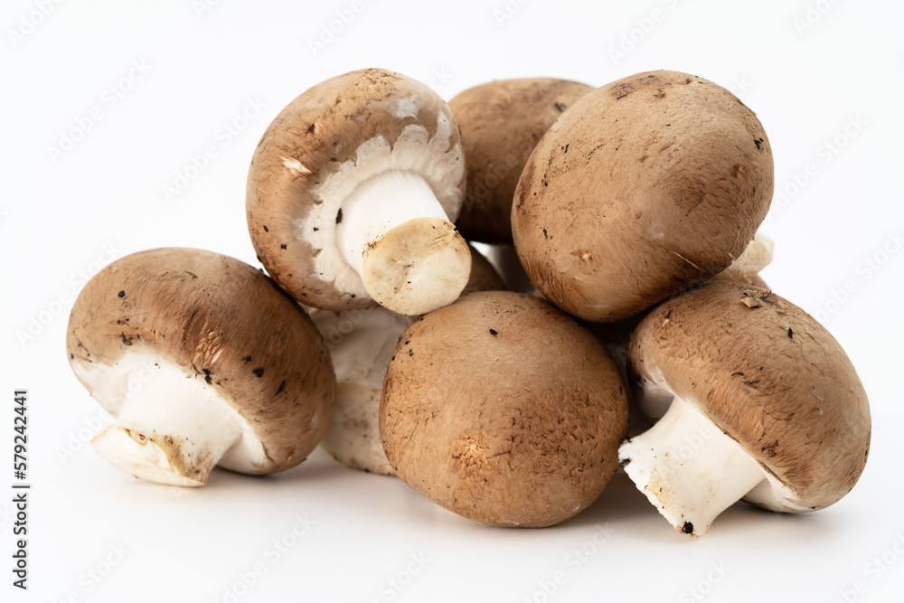 Champignons Champignons