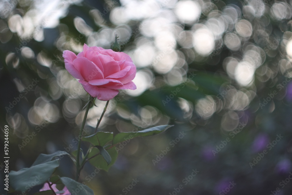 Obraz premium pink rose in the garden