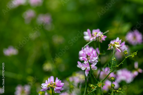 Securigera varia flower growing in forest, close up	