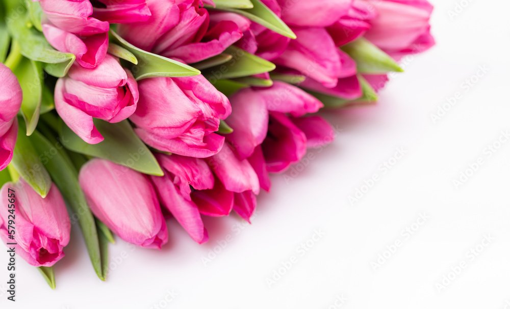 Fototapeta premium Fresh pink tulip flowers