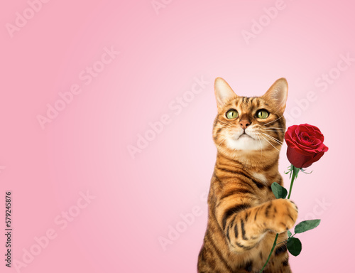 Ginger cat with rose flower in paw