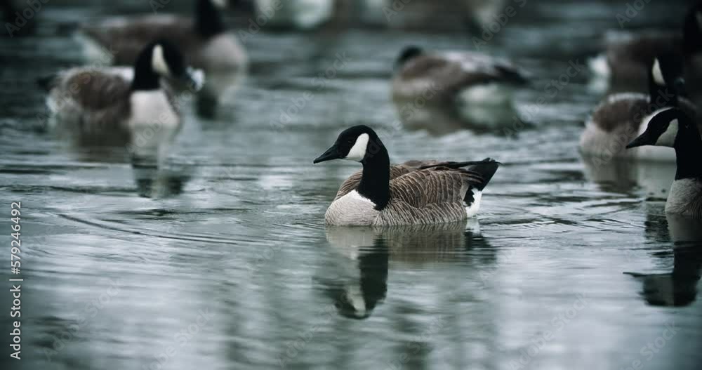 Group of Wild Canadian Geese Swimming in Cold Lake Water. Waterfowl Flock Goose Family in Pond River Slow Motion Close Up Bird Migration 4K Group of Wild Canadian Geese Swimming in Cold Lake Water. Waterfowl Flock Goose Family in Pond River Slow Motion Close Up Bird Migration 4K