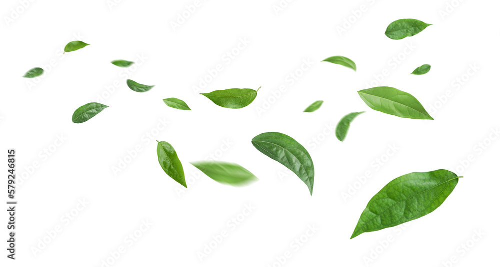 Green leaves flying in the air isolated on background. - obrazy, fototapety, plakaty 