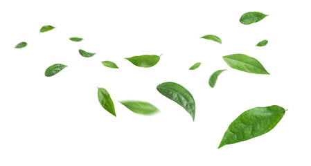 Green leaves flying in the air isolated on background.