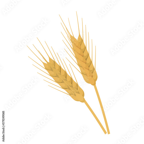 Vector illustration of barley on a white background.