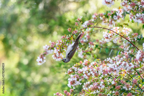 Photography Australian Noisy Miner bird