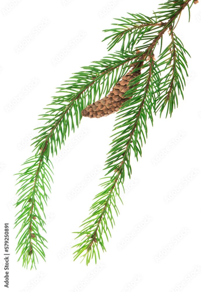 Spruce tree branches. Winter holiday design. Forest details. Beauty in nature. Christmas symbol. banner. Spruce tree branches. Winter holiday design. Forest details. Beauty in nature. Christmas symbol. banner.