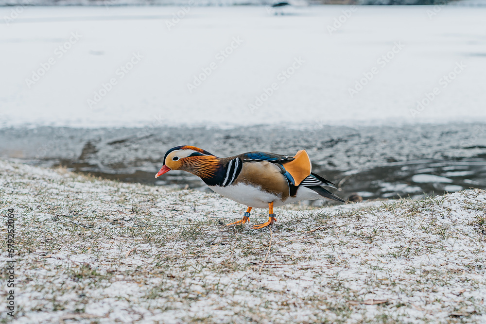 Obraz premium colorful duck