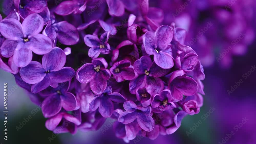 Blooming lilac bush. Pink lilac flowers. Syringa tree with green leaves in nature. Spring natural background Blooming lilac bush. Pink lilac flowers. Syringa tree with green leaves in nature. Spring natural background