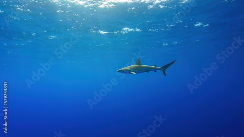 One silky shark (Carcharhinus falciformis) cruising against blue sea, with sunlight above, in Jardines de la Reina, Cuba. © Janos