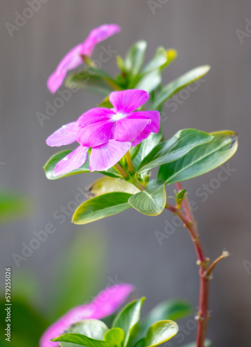 Beautiful pink flower in the park.