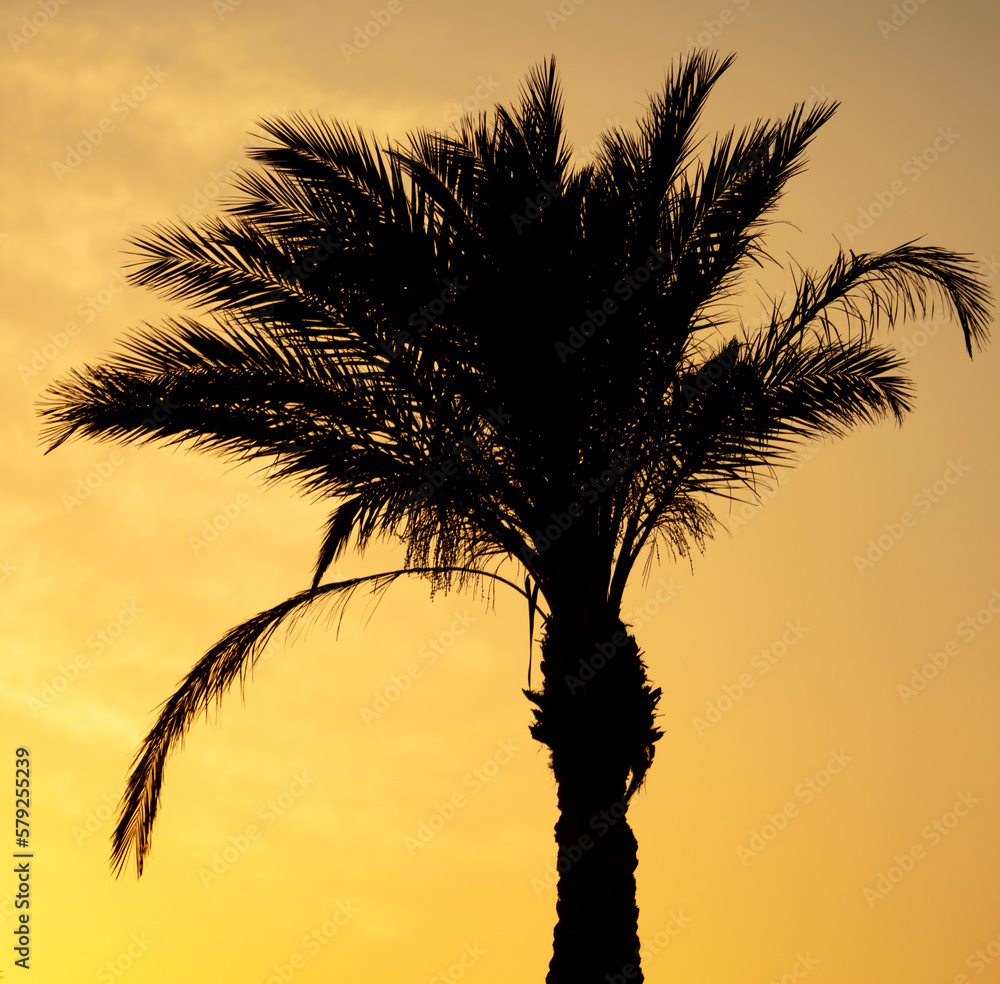 Silhouette of palm trees in the park at sunset.