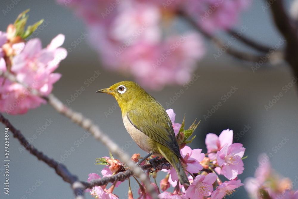 ウメの花と野鳥のメジロ