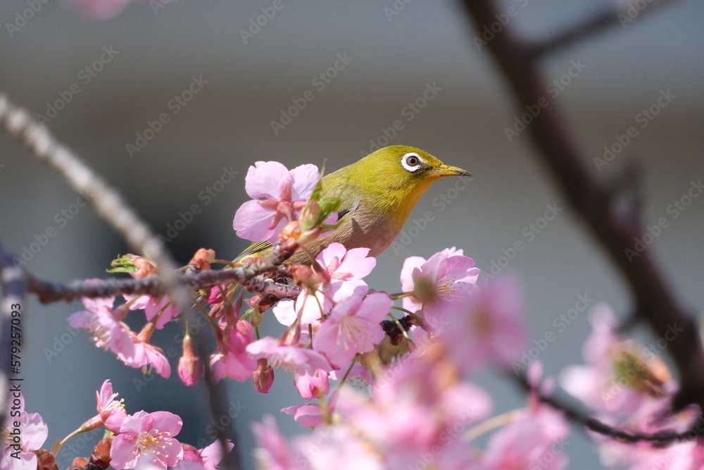ウメの花と野鳥のメジロ