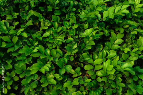 Wallpaper Mural Green leaf texture,Green leaves pattern background.Natural background and wallpaper. Torontodigital.ca
