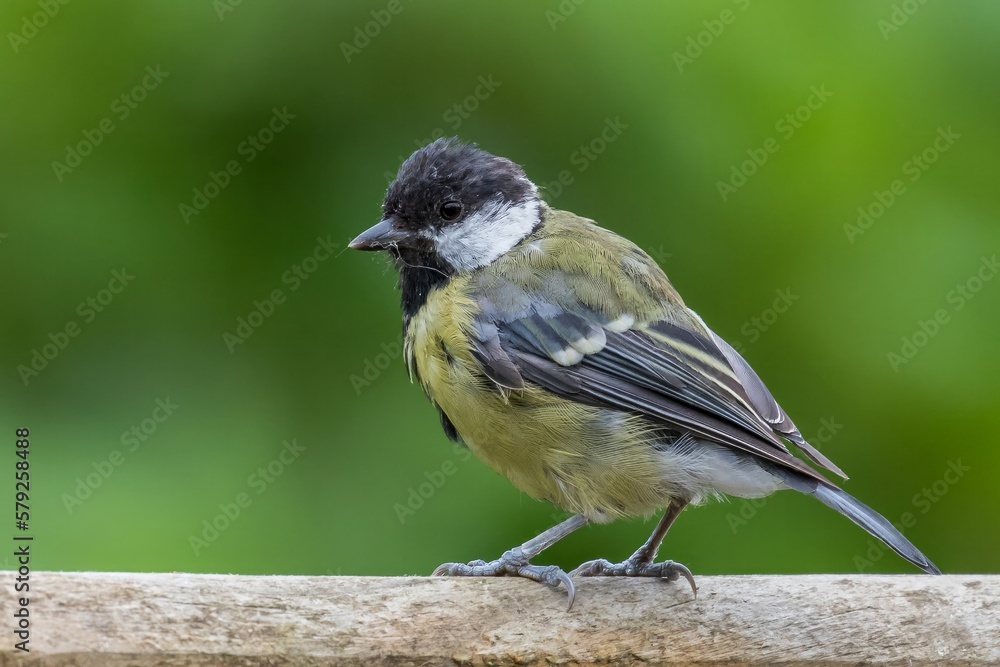 Obraz premium Great tit /Parus major