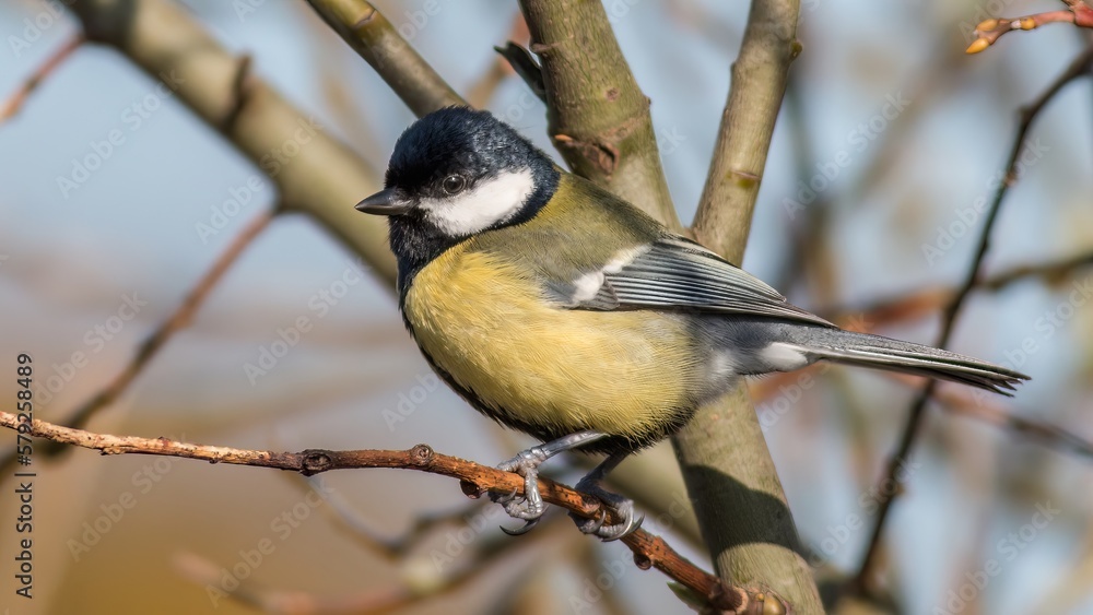 Fototapeta premium Great tit /Parus major