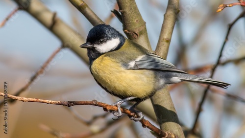 Great tit /Parus major