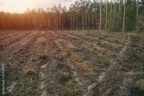 фотографія Stumps and logs show that overexploitation leads to deforestation endangering the environment and sustainability