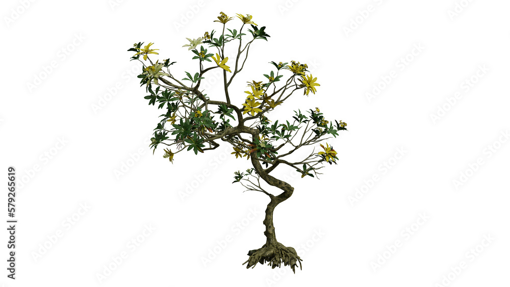 Tree isolated png, 3d render