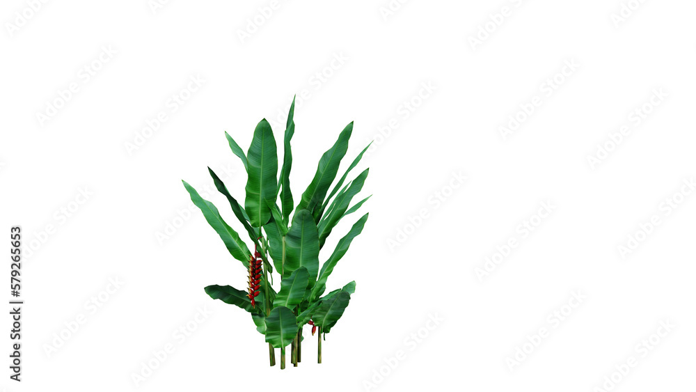 Obraz premium Tropical tree png,3d render