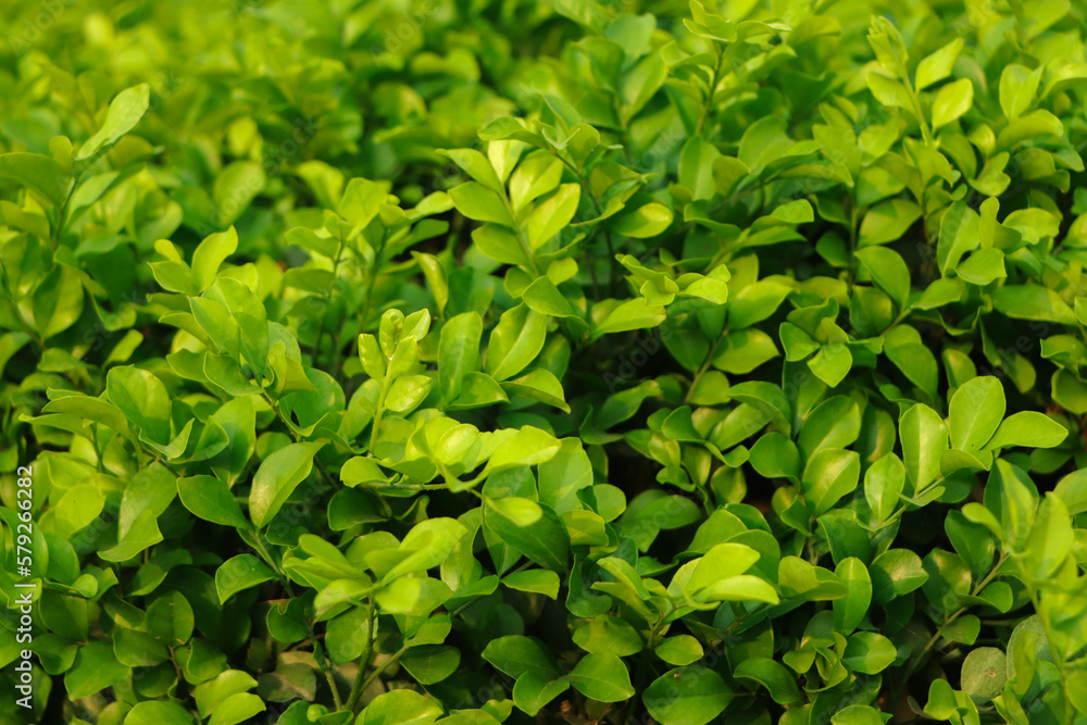 Green leaves background in nature forest Green leaves background in nature forest