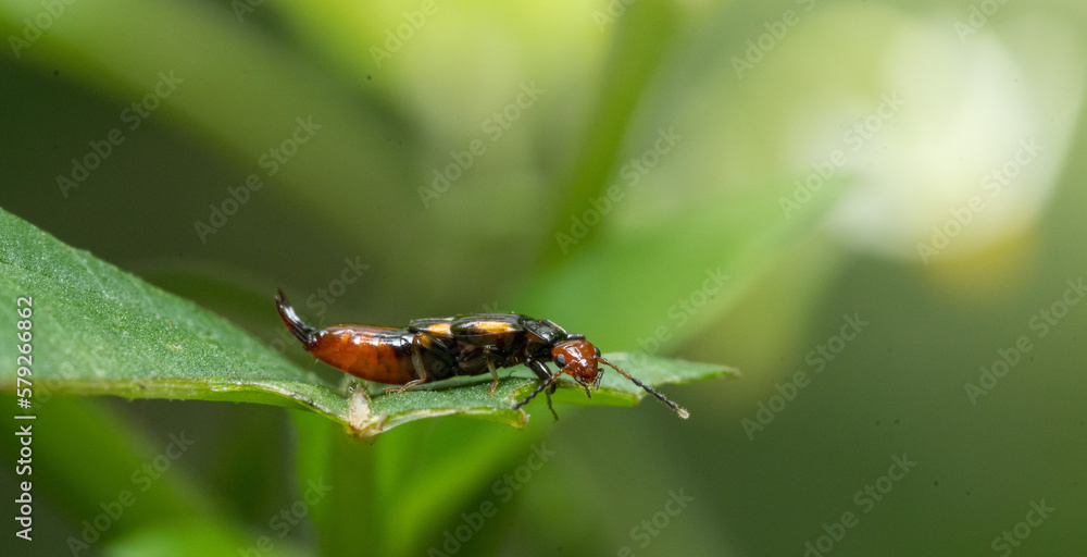 bug on green leaf in the morning bug on green leaf in the morning