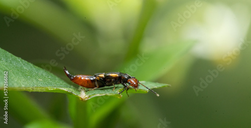 bug on green leaf in the morning © Maizal