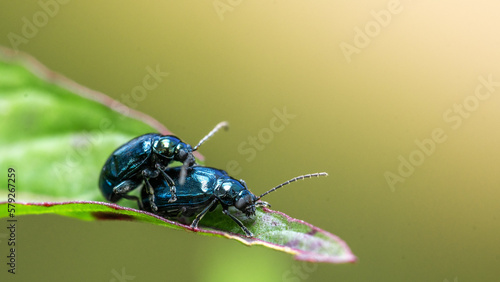 bug mate on a leaf