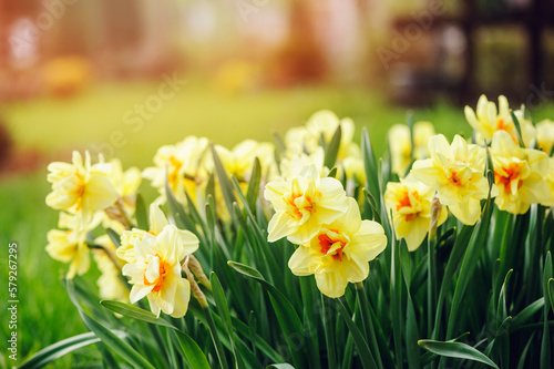 Fototapeta Naklejka Na Ścianę i Meble -  group of yellow terry daffodils blooming in early spring garden
