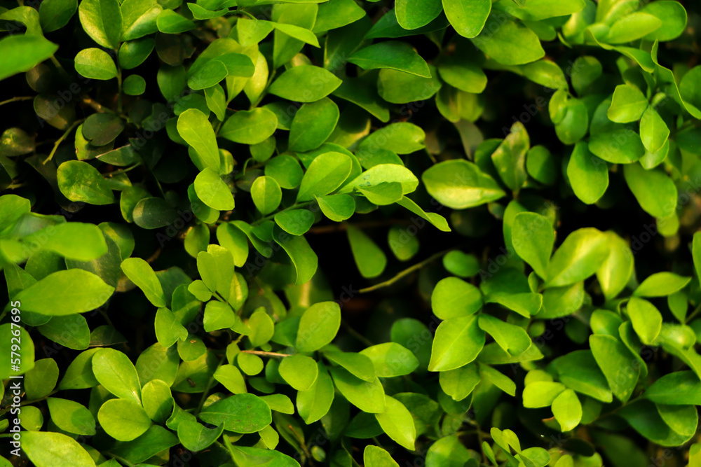 Forest background of green leaf Forest background of green leaf