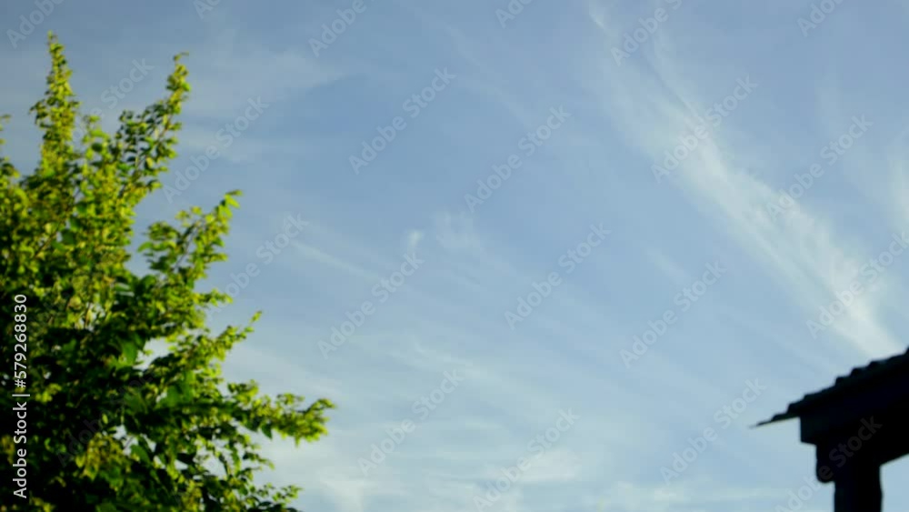 fresh cloudscape blue sunlight environment cloudy. Timelapse of fine clouds with a tree in the foreground. fresh cloudscape blue sunlight environment cloudy. Timelapse of fine clouds with a tree in the foreground.