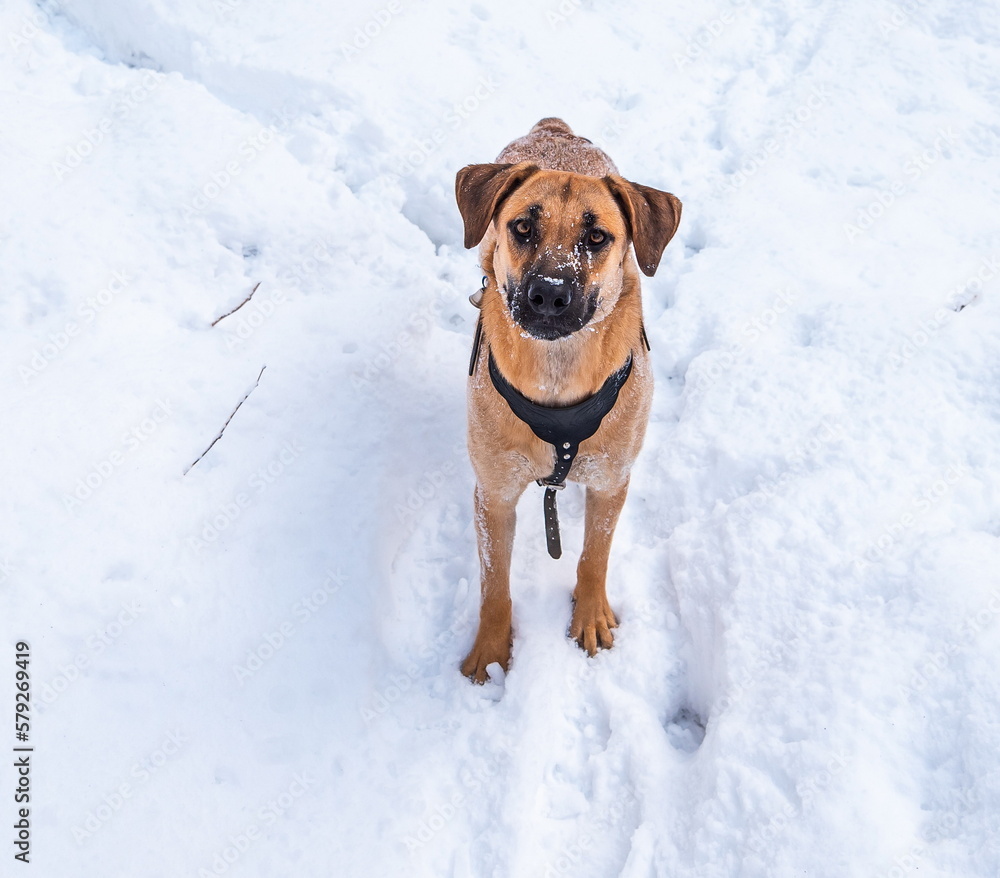 dog in snow