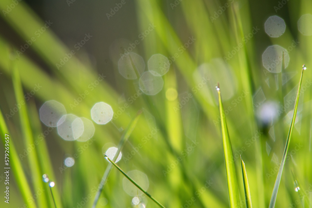 Fototapeta premium dew drops on grass
