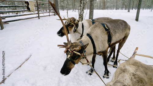 Western Siberia, reindeer in harness. photo