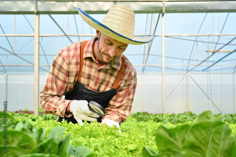 Obraz premium Image of farmer with magnifying glass checking plants in hydroponic greenhouse. Agricultural business concept