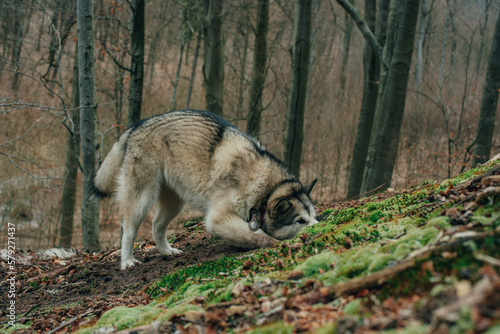 cute fluffy siberian husky dog digging a hole in forest. Dog hunting © kurapatka