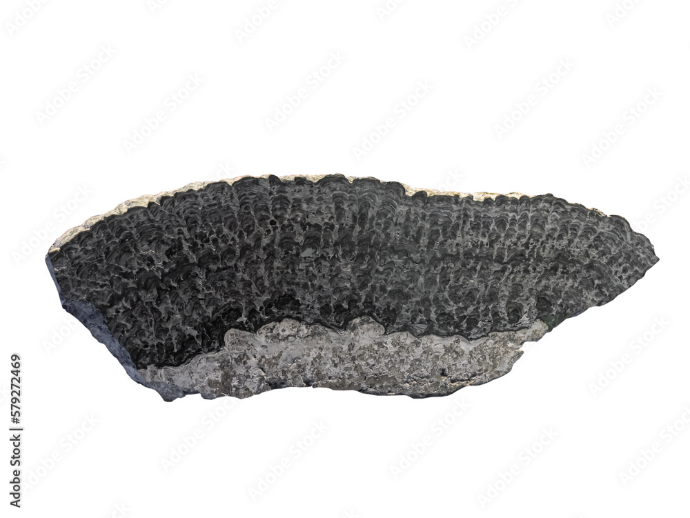 stromatolites fossil of proteobacteria on white isolated. stromatolites fossil of proteobacteria on white isolated.