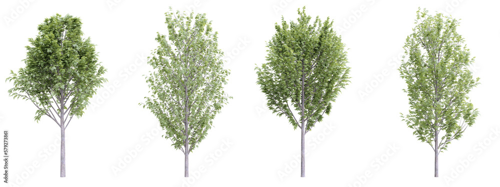 Tree fraxinus excelsior on transparent background.3d rendering PNG Set ...