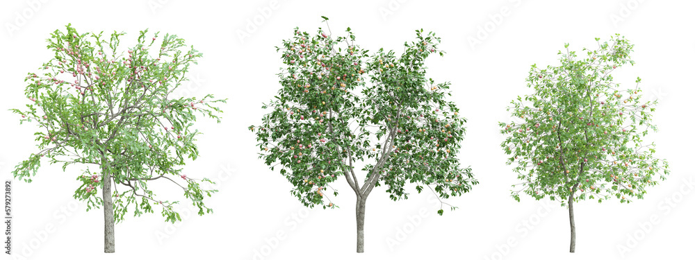 Tree malus domestica on transparent background.3d rendering PNG Set Tree malus domestica on transparent background.3d rendering PNG Set