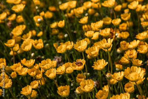yellow daisy with honey in the field © Jay