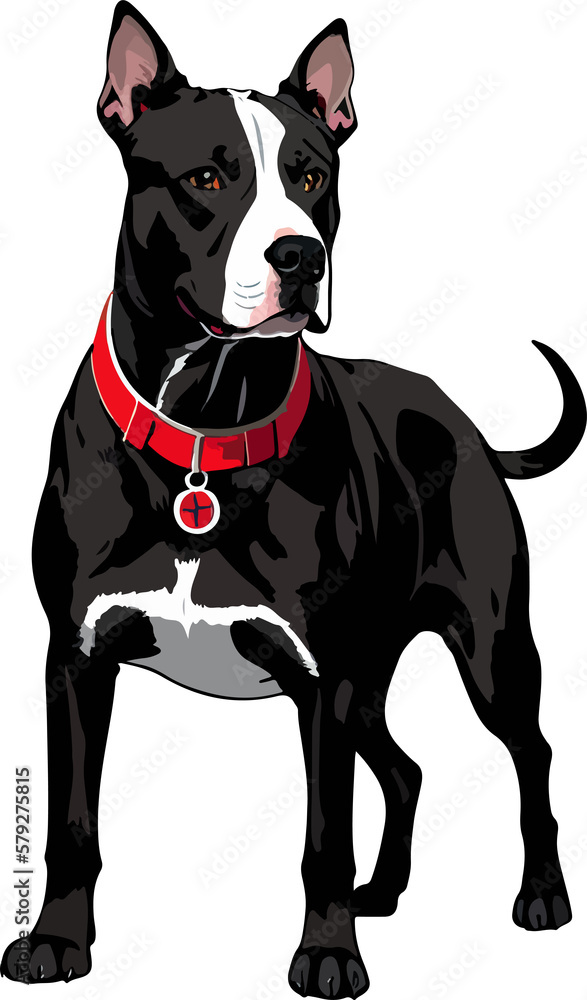 Pitbull breed dog