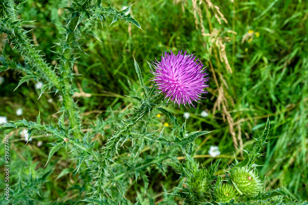 Beautiful growing flower root burdock thistle on background meadow Beautiful growing flower root burdock thistle on background meadow
