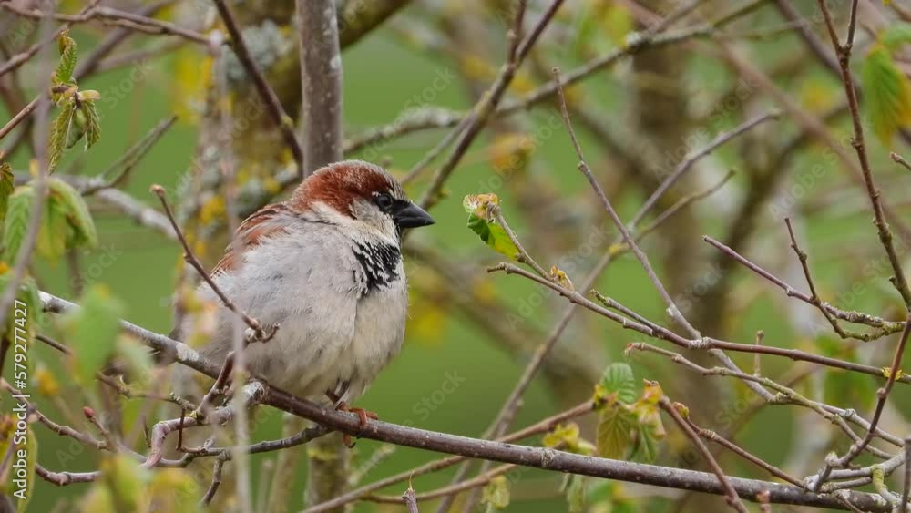 Haussperling (Passer domesticus) Haussperling (Passer domesticus)