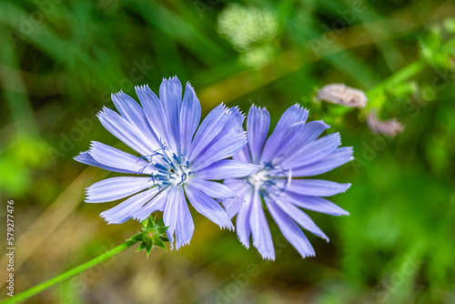 Beauty wild growing flower chicory ordinary on background meadow