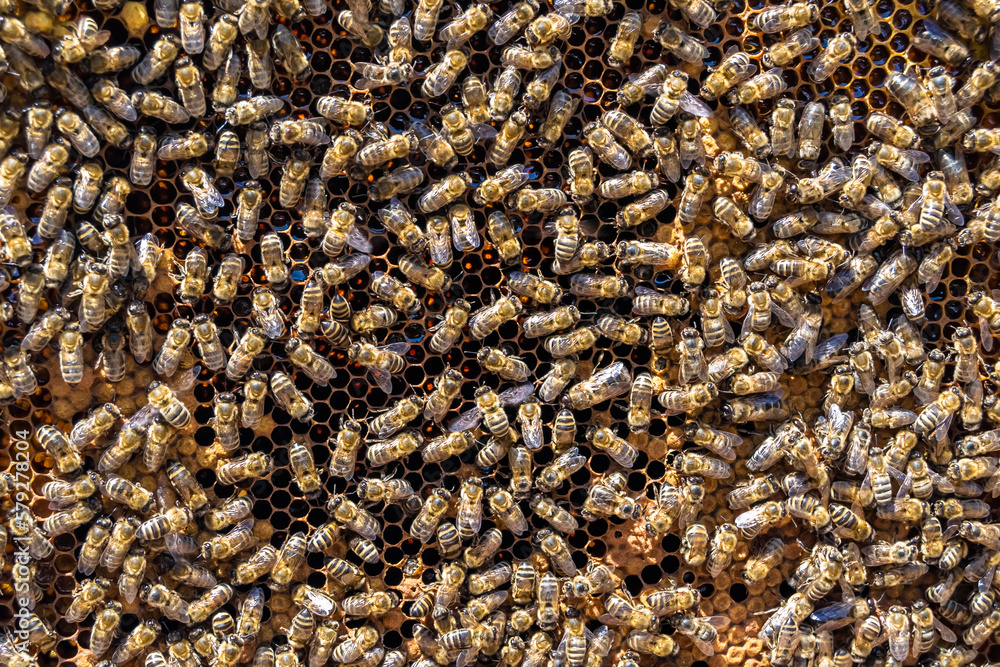 Abstract hexagon structure is honeycomb from bee hive filled Abstract hexagon structure is honeycomb from bee hive filled