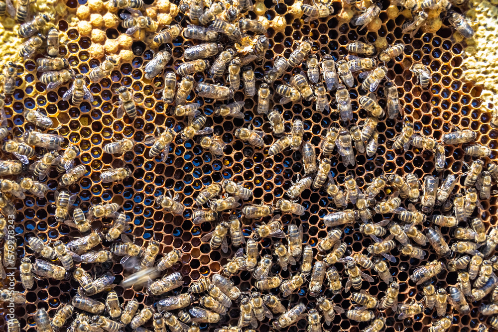 Abstract hexagon structure is honeycomb from bee hive filled Abstract hexagon structure is honeycomb from bee hive filled